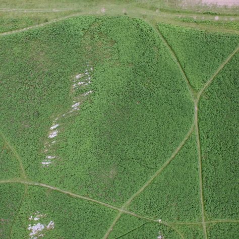 An aerial view of the enclosure on Birkrigg Common, near Urswick, Ulverston, before bracken clearing.