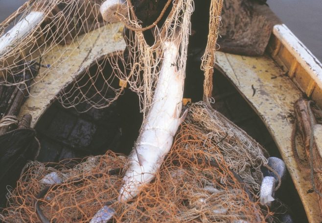 Salmon caught using a haaf net | Alan Smith