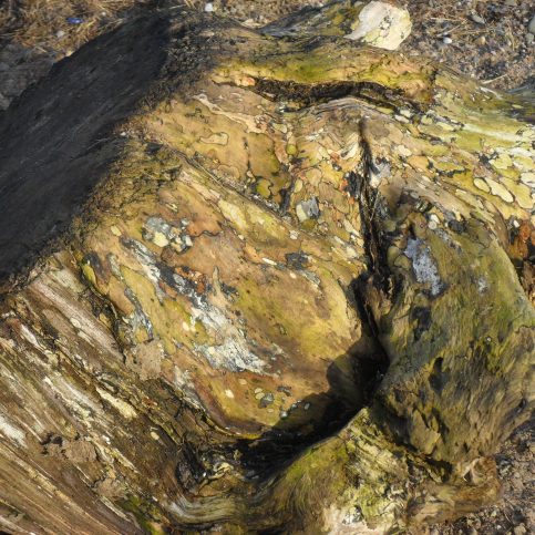 Close up of tree stump washed up on the shore at Sunderland Point showing attractive pattern on the wood.
